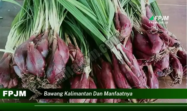 bawang kalimantan dan manfaatnya