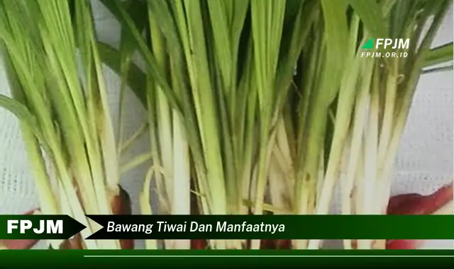 bawang tiwai dan manfaatnya