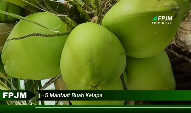 5 manfaat buah kelapa