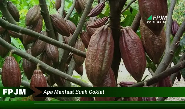 apa manfaat buah coklat apa manfaat buah coklat