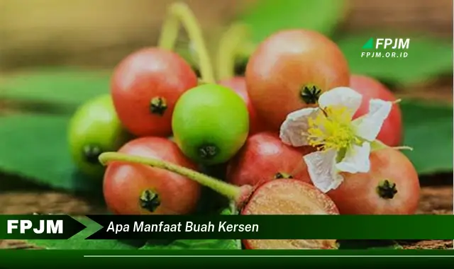 apa manfaat buah kersen apa manfaat buah kersen