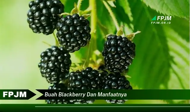 buah blackberry dan manfaatnya