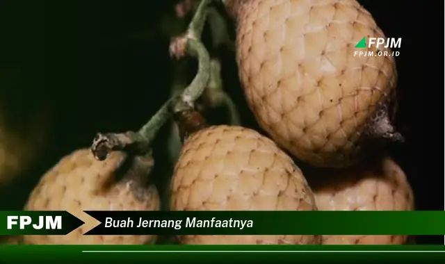 buah jernang manfaatnya