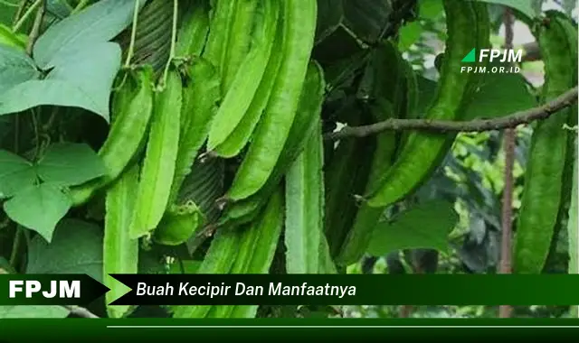 buah kecipir dan manfaatnya buah kecipir dan manfaatnya