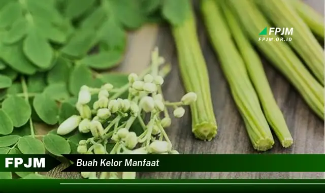 buah kelor manfaat