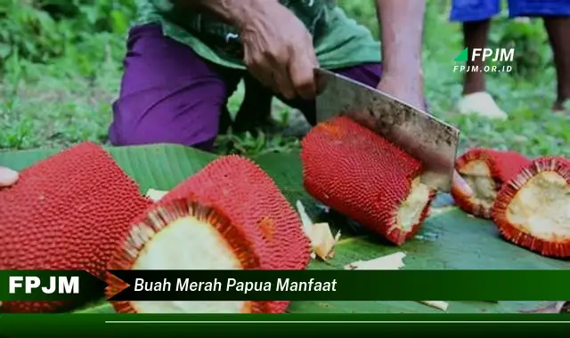 buah merah papua manfaat