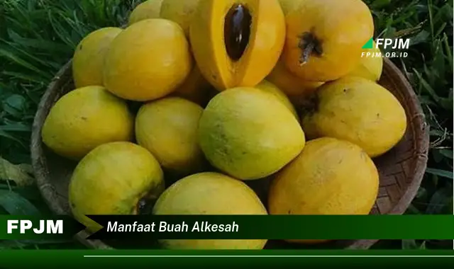 manfaat buah alkesah