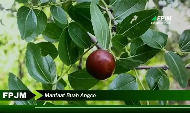 manfaat buah angco manfaat buah angco