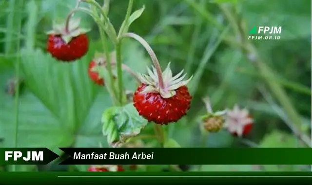 manfaat buah arbei manfaat buah arbei