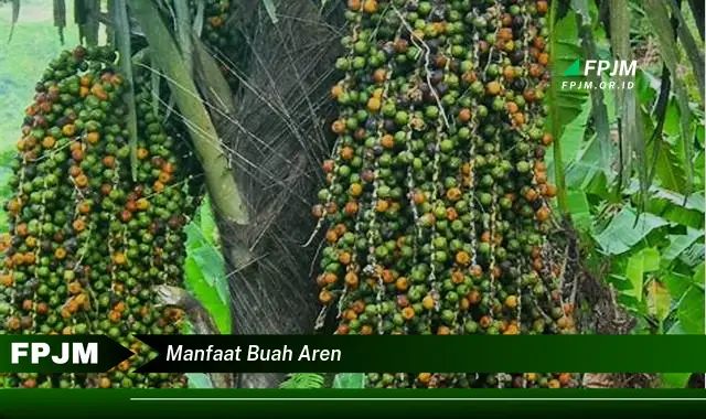 manfaat buah aren