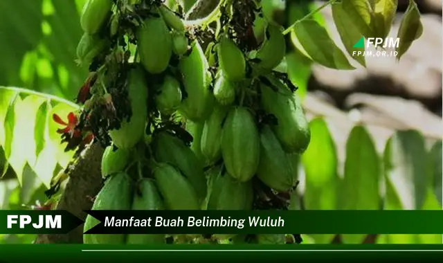 manfaat buah belimbing wuluh