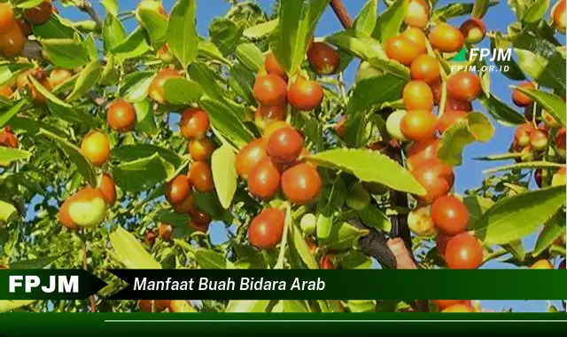 manfaat buah bidara arab