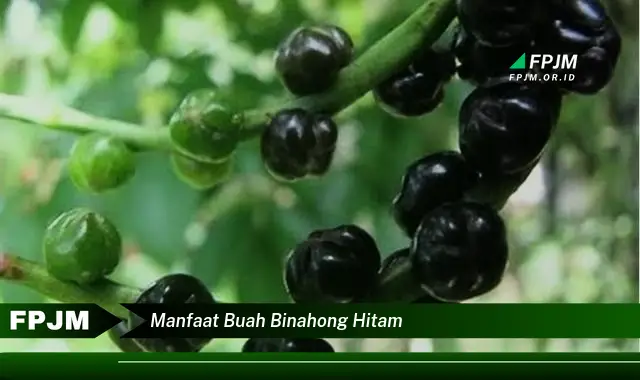 manfaat buah binahong hitam