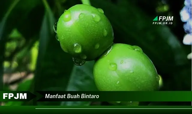 manfaat buah bintaro manfaat buah bintaro
