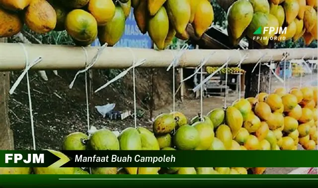 manfaat buah campoleh