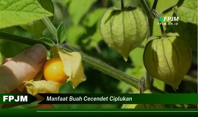 manfaat buah cecendet ciplukan