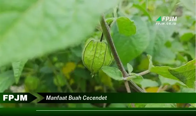 manfaat buah cecendet