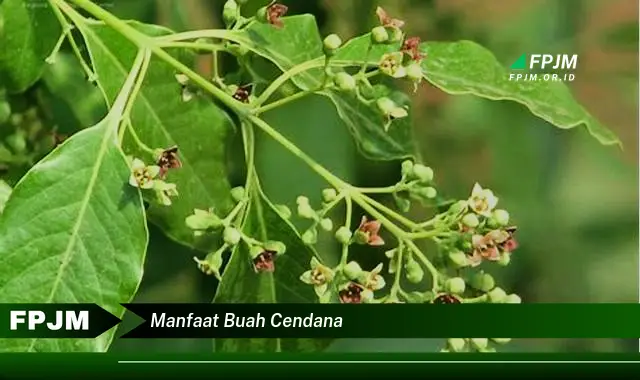 manfaat buah cendana manfaat buah cendana