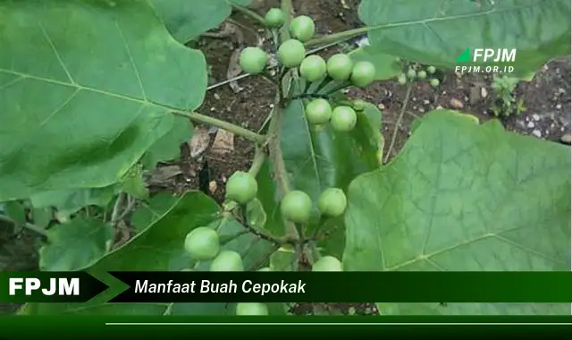 manfaat buah cepokak