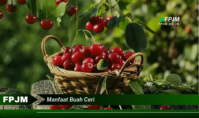 manfaat buah ceri