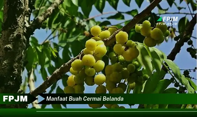 manfaat buah cermai belanda