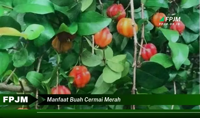 manfaat buah cermai merah