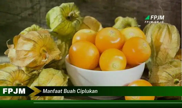 manfaat buah ciplukan