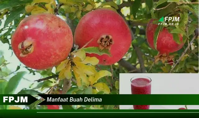 manfaat buah delima