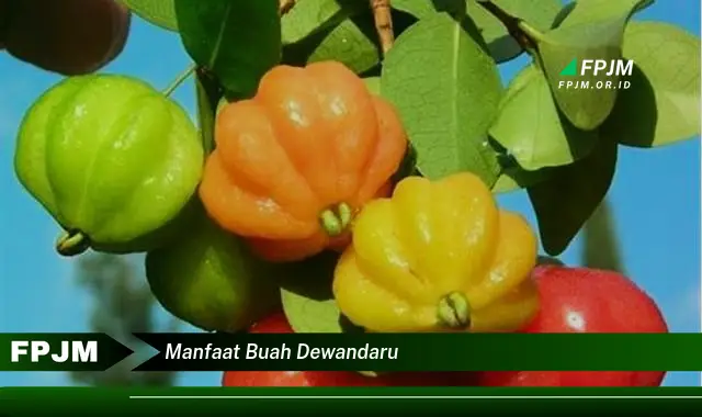 manfaat buah dewandaru