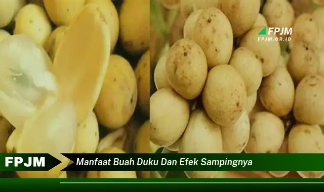 manfaat buah duku dan efek sampingnya