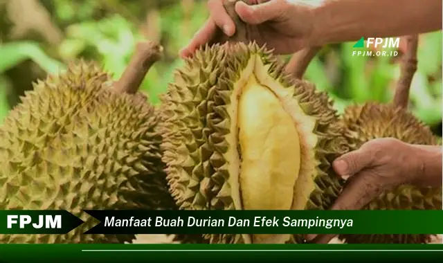 manfaat buah durian dan efek sampingnya manfaat buah durian dan efek sampingnya