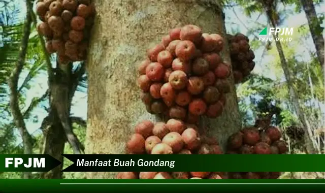 manfaat buah gondang