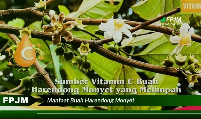 manfaat buah harendong monyet