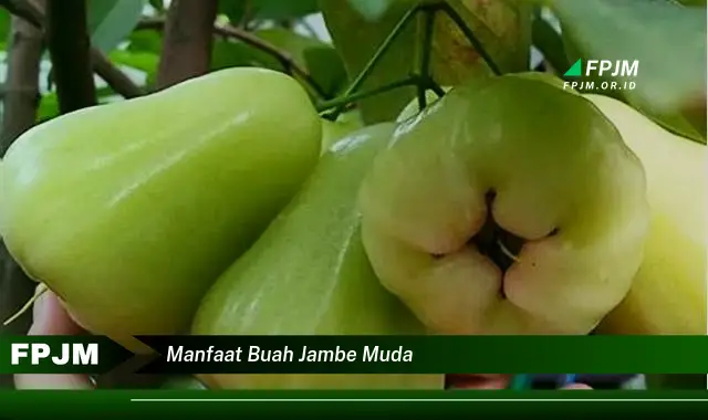 manfaat buah jambe muda manfaat buah jambe muda