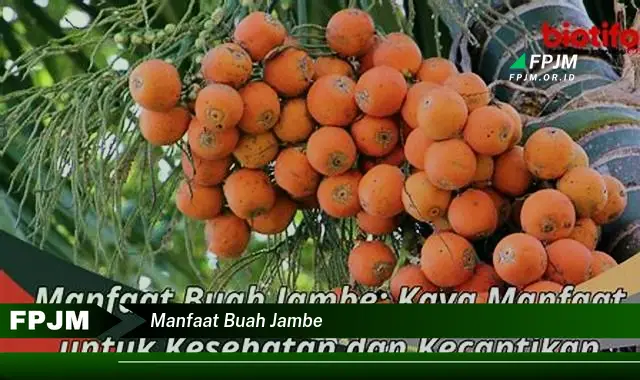 manfaat buah jambe