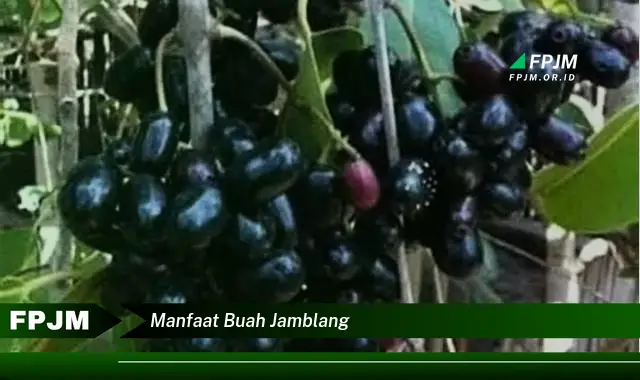 manfaat buah jamblang manfaat buah jamblang