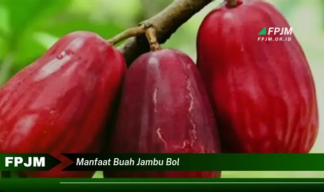 manfaat buah jambu bol