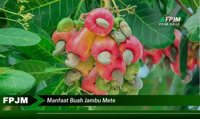 manfaat buah jambu mete