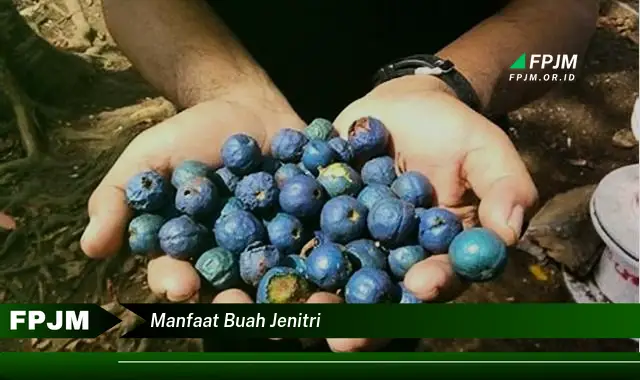 manfaat buah jenitri