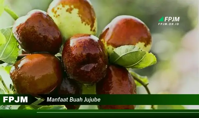 manfaat buah jujube