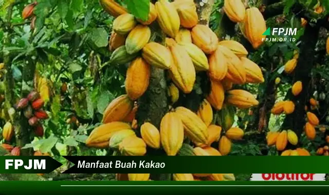 manfaat buah kakao