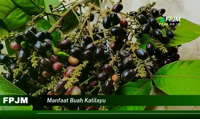 manfaat buah katilayu manfaat buah katilayu