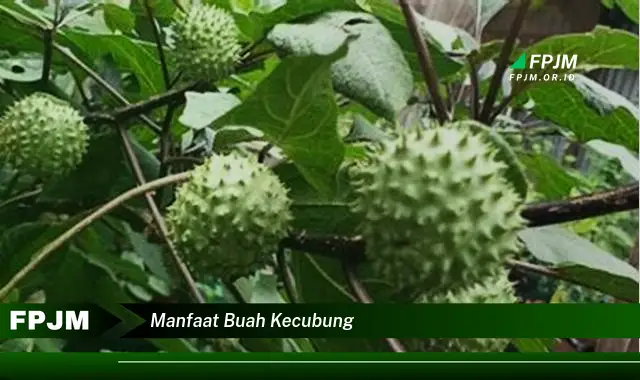 manfaat buah kecubung