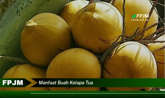 manfaat buah kelapa tua