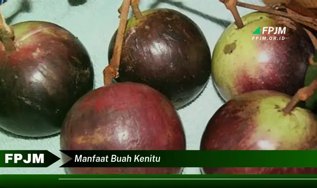 manfaat buah kenitu manfaat buah kenitu