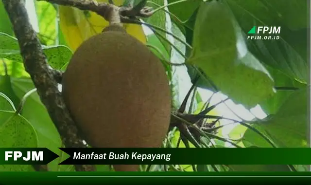 manfaat buah kepayang