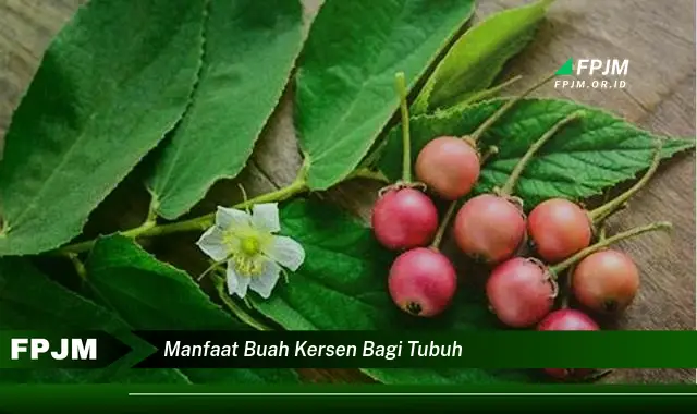 manfaat buah kersen bagi tubuh