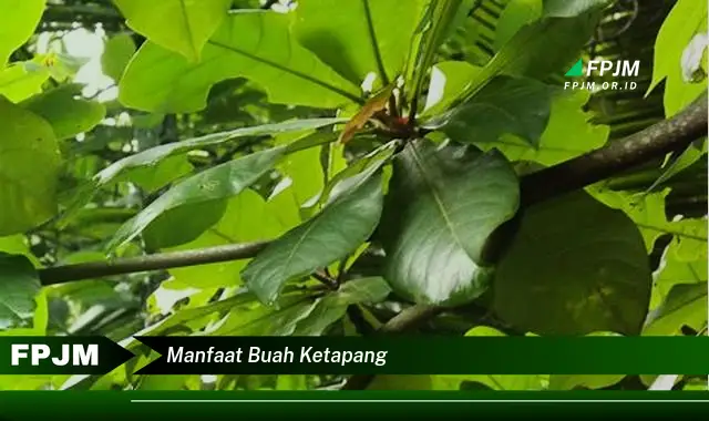 manfaat buah ketapang