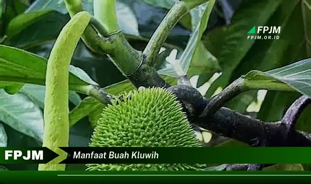 manfaat buah kluwih manfaat buah kluwih