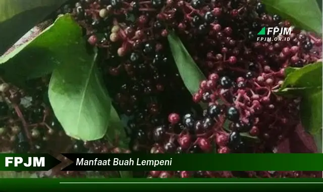 manfaat buah lempeni manfaat buah lempeni